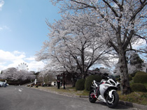 お花見の季節