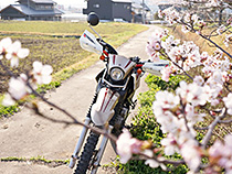 セローの桜鑑賞