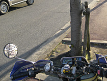 せろーは桜木？