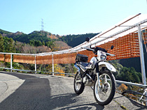 つるし柿