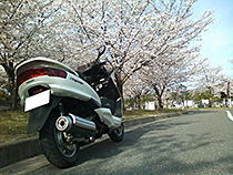 満開の桜