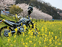 いつもの春。