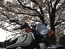 桜と愛馬