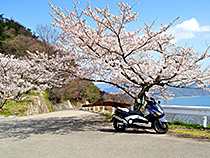 T-MAXから桜