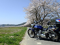 続く桜並木と