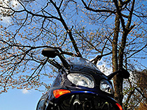 桜の木の下