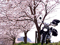 桜堤