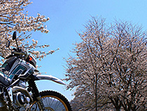桜空