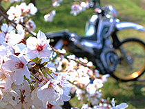 桜満開