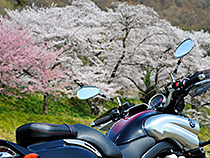 花見