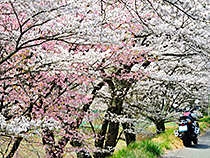 桜もMAX