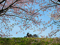 桜花爛漫