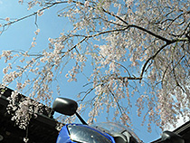 山梨の寺の桜
