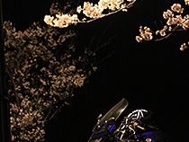 夜桜と愛車