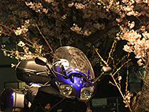 夜の散歩