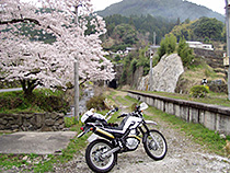 桜と鉄道