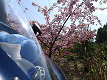 特等席の花見