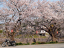 満開
