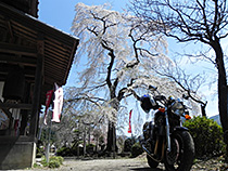 日本の春