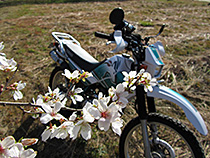 桜とカモシカ