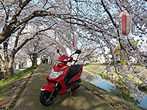 桜のトンネル