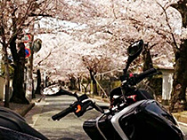 桜トンネル