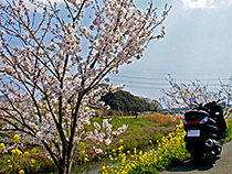 春・散歩道