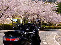 桜吹雪