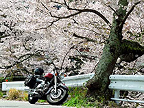 有馬の桜たち