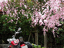 有馬の枝垂桜