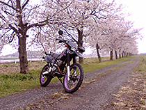 散歩道