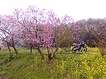 散歩道