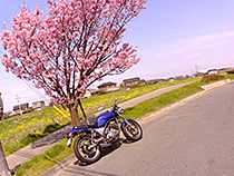 散歩道