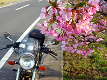 花鈴