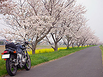 花路