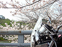 ダムと桜とSRX