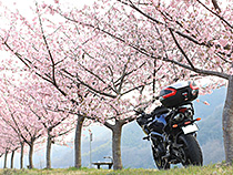 河津桜
