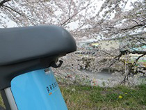 レース場の桜