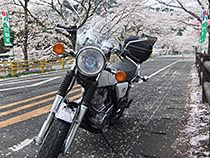 桜トンネル