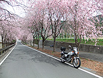 枝垂桜