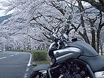 桜とVMAX