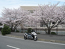 さくらＭＡＸ