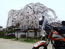早咲きの桜