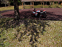 短命桜