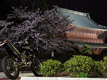 暗夜桜