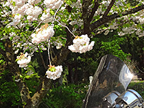 なに桜