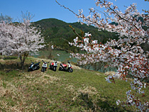 桜の木の下で