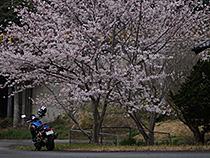 名も無き桜