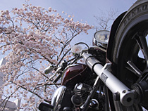 桜を背に。